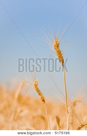 领域的小麦