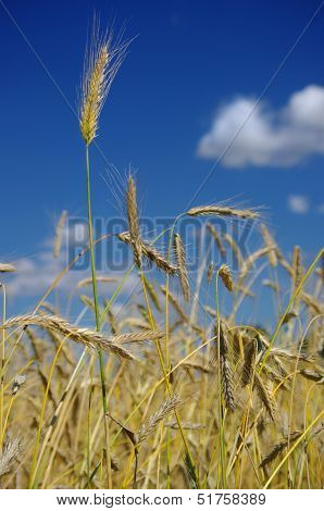 Wheat Before Harvest