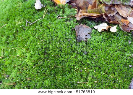 Moss