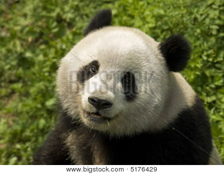 Panda-gigante