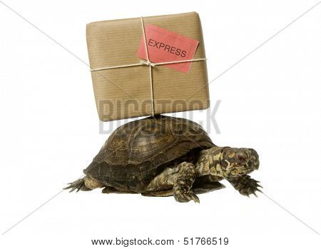 Turtle with a package isolated on white background