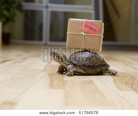 Turtle with a package indoor
