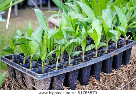 Seedlings Of Oil Palm