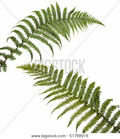 two fern leaf isolated on white background. Polypodiï¿½?Â³phyt a.