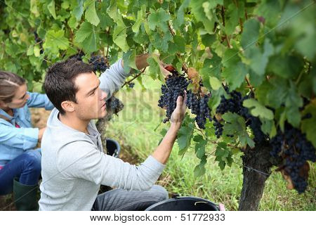 Man in vineyard picking grapes