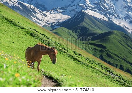 three horse in high mountains