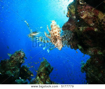 Glassfish ล่าปลาสิงโต
