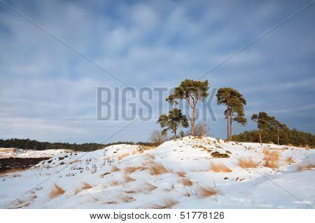 Pine Trees On Snowy Hill In Sunshine