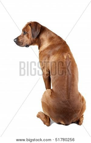 Rhodesian Ridgeback