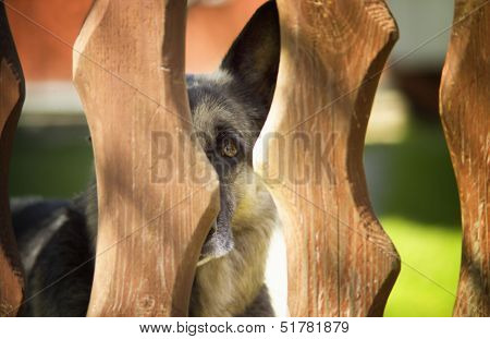 Dog Quard