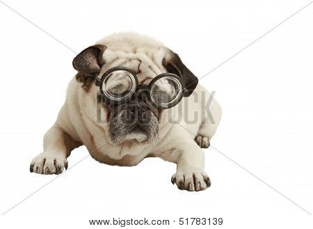 Pug With Glasses