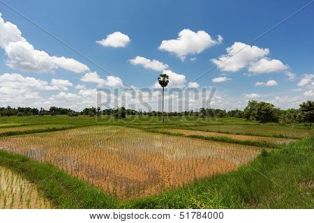 Rice Paddy