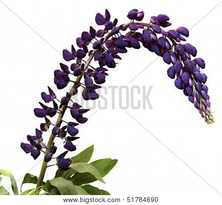 Branch blossoming of lupine isolated on a white background