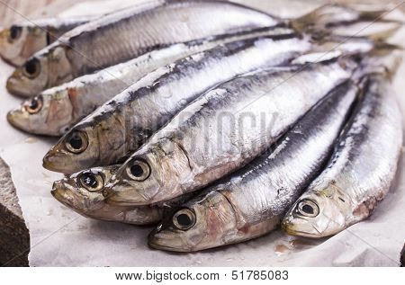 pilchard 