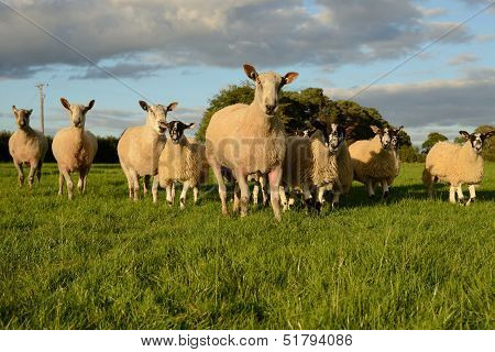 Sheep patrol