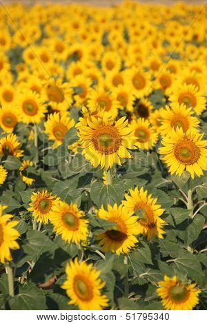 Sunflowerfield in Spain
