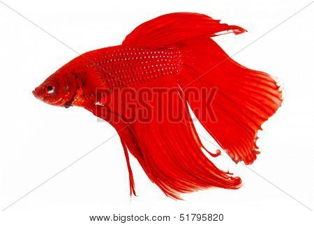 Red Siamese fighting fish (Betta splendens) isolated on white background.