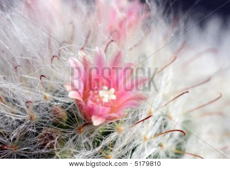 Cactus Flower
