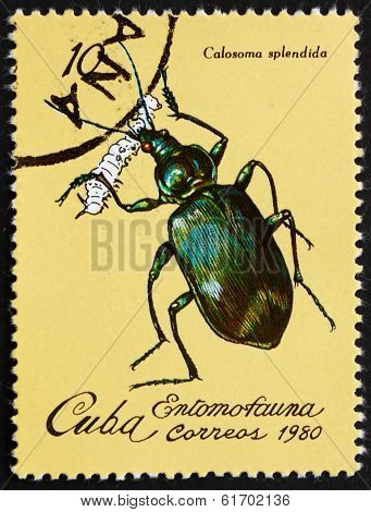 Postage Stamp Cuba 1980 Calasoma Splendida, Insect
