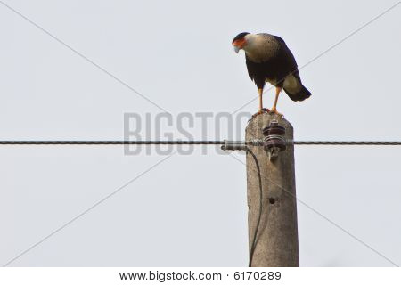 Crested Carcara-fugl sidder på en bleg