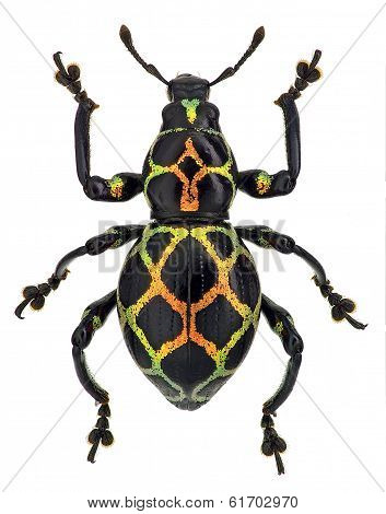 exotic weevil Pachyrhynchus reticulatus