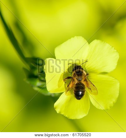 Bee In Yellow
