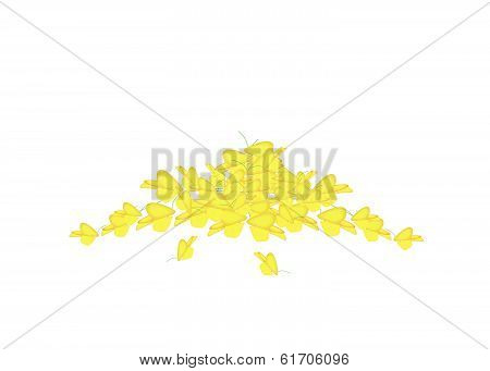 Heap Of Fresh Sesbania Javanica On White Background