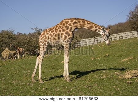 Full Grown Giraffe