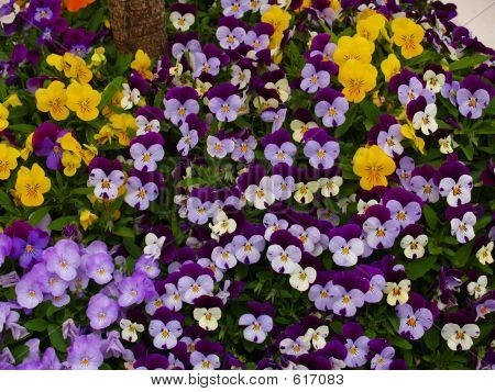 Stiefmütterchen Blumen