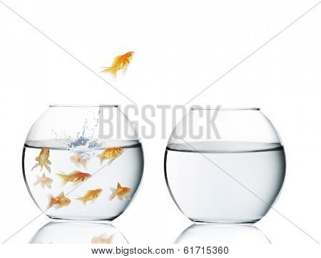 goldfish jumping out of the water 