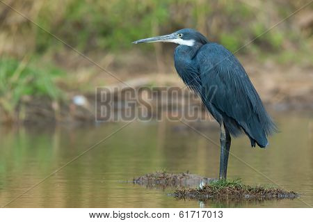 Western Reef Heron Standing On Small Island In A Pond