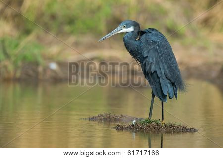 Western Reef Heron Standing On Small Island In A Pond