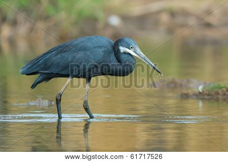 Western Reef Heron With Water Droplets Dripping From Its Beak