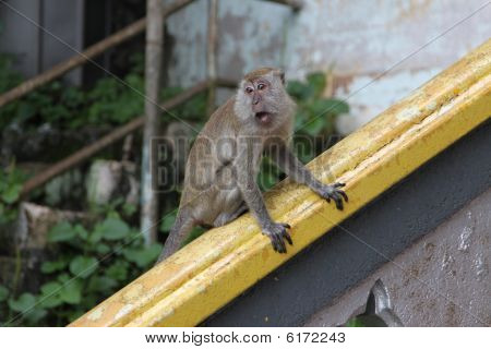 Batu caves abe