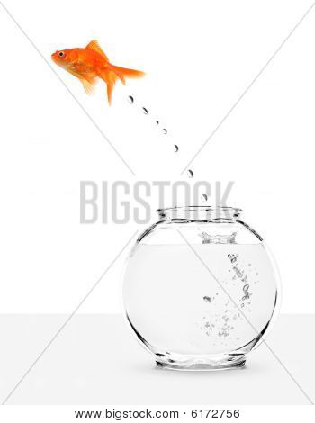 ปลาที่หลบหนีจาก Fishbowl