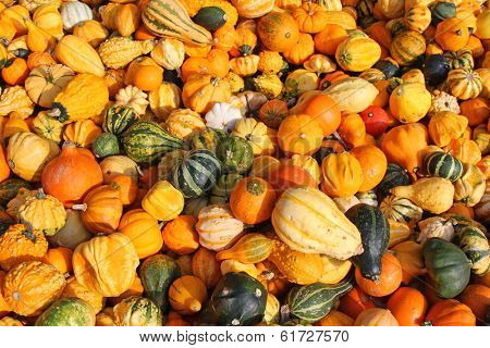 Background photo of fresh gourds, squashes, and Pumpkins