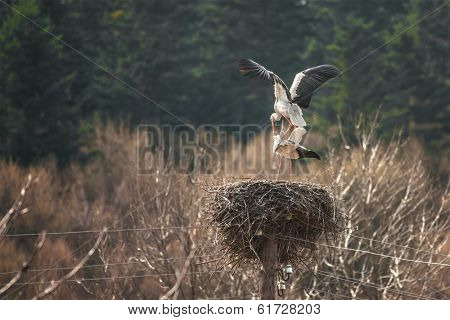 two stork on nest closeup