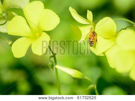 Flower And Bee