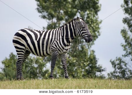 Zebra