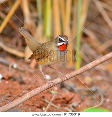 Siberian Rubythroat Bird