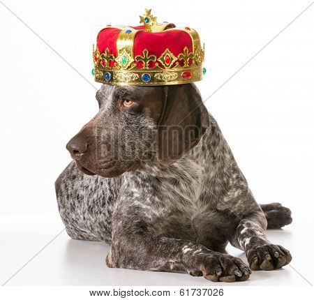 spoiled dog - german shorthaired pointer wearing king crown isolated on white background