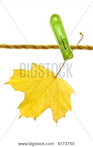 Keltainen Maple Leaf