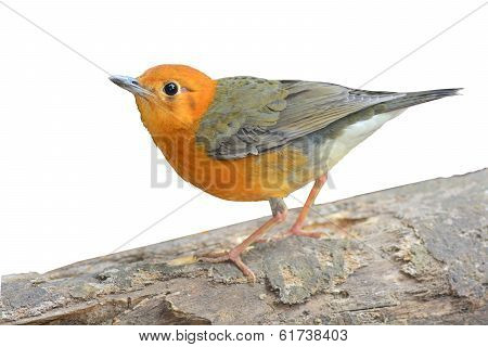 Orange-headed Thrush Bird