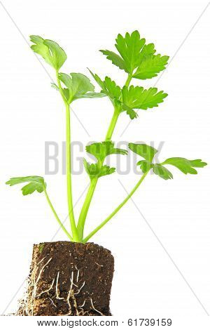 Parsley (Petroselinum crispum)