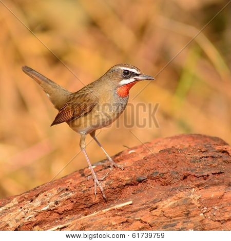 Siberian Rubythroat Bird