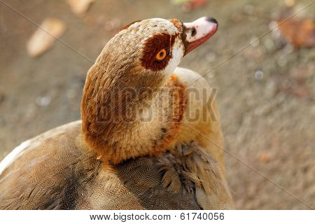 Poultry