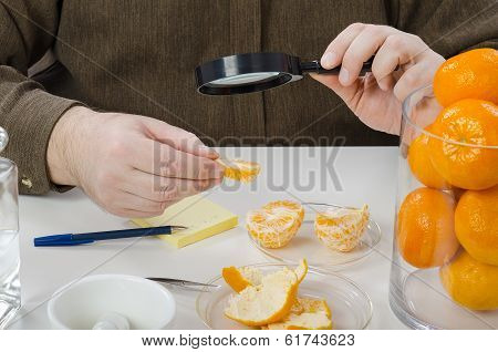 Mandarine Slices Carefully Inspecting