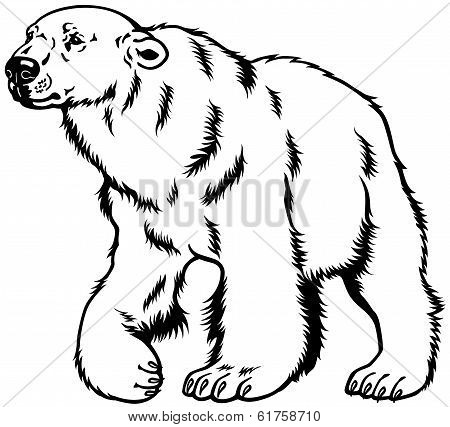 polar bear black white