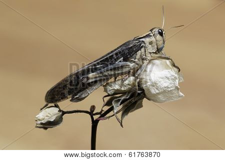 Grasshopper and white Rose