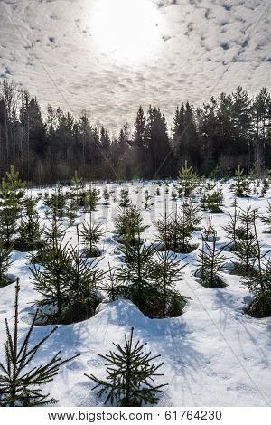 Young fir trees.